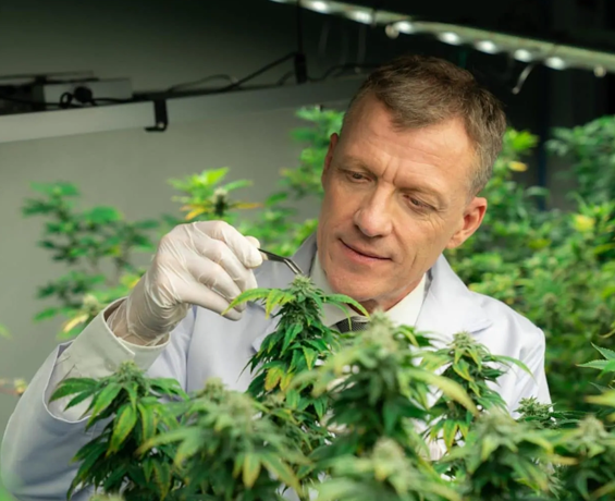 Cannabis Medicinal Na Rotina Do Profissional De Saúde