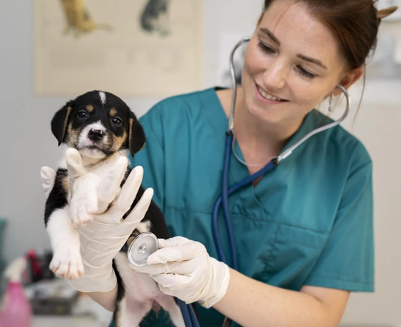 Curso de Uso Veterinário de Cannabis Medicinal